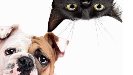 Домашние питомцы на белом фоне