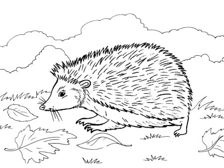 Раскраска Ёжик