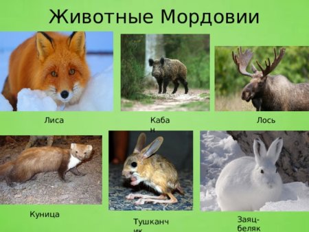 Животные Мордовии