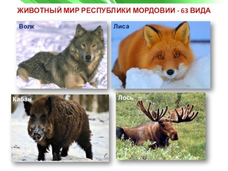 Животные и растения Мордовии