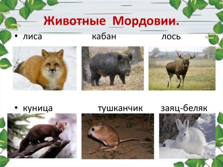 Животный мир Мордовии