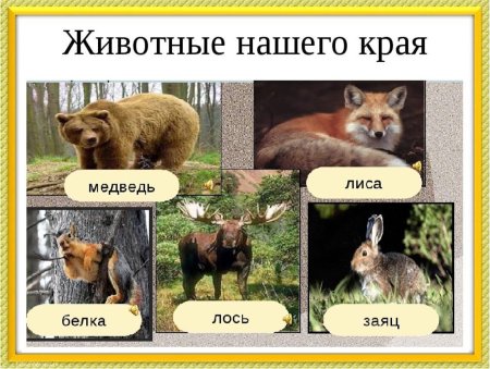 Животный мир Мордовии