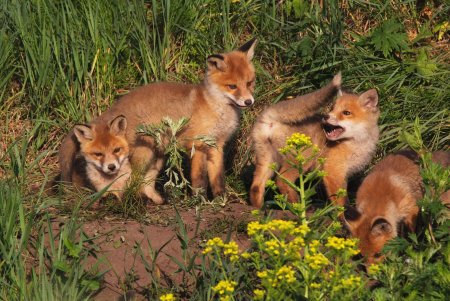 Мир животных Татарстана