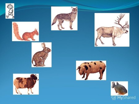 Животный мир Республики Мордовия