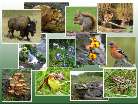 Животные и растения Мордовии