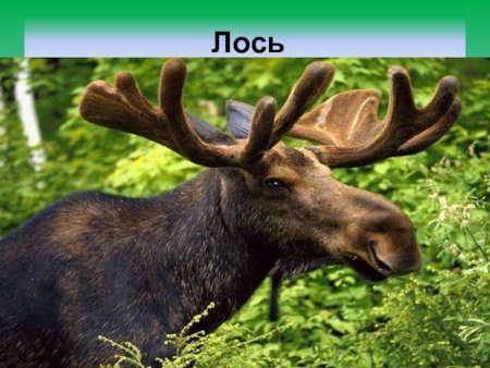 Животные красной книги Мордовии