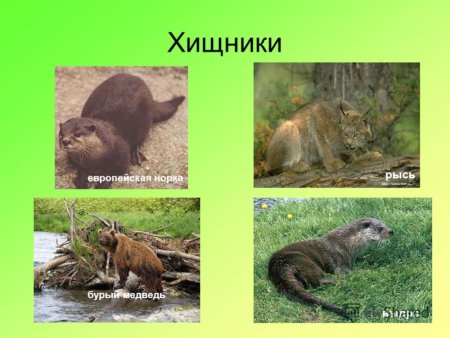 Медведь бурый Мордовия