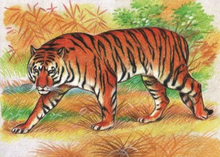 Нарисовать Амурский Уссурийский тигр