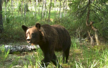 Мордовский государственный природный заповедник им п.г Смидовича