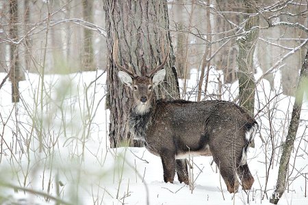 Животные леса для детского сада