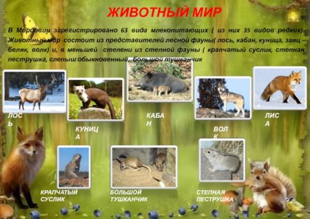 Косуля в Калужской области