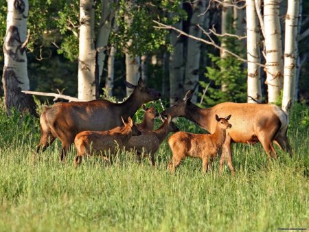 Животные и растения Мордовии