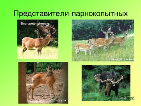 Символ Саранска