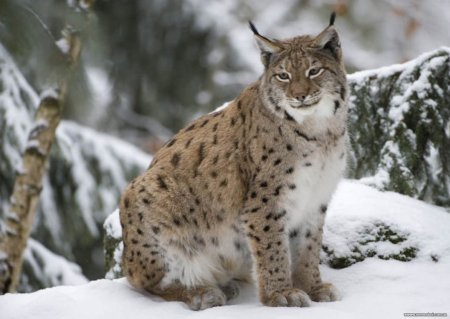 Фауна Мордовии