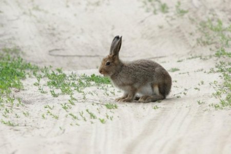 Животные на Мордовском