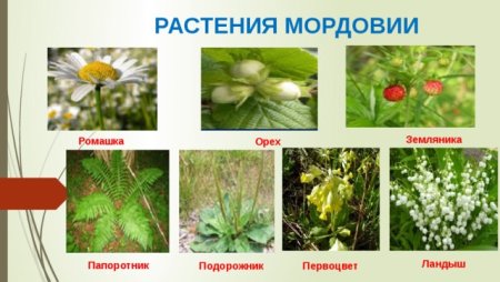 Животные красной книги Мордовии