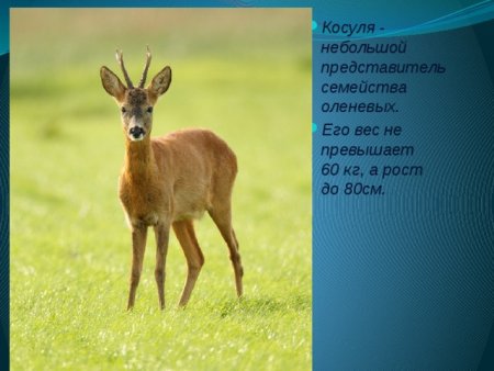 Сообщение о зайце