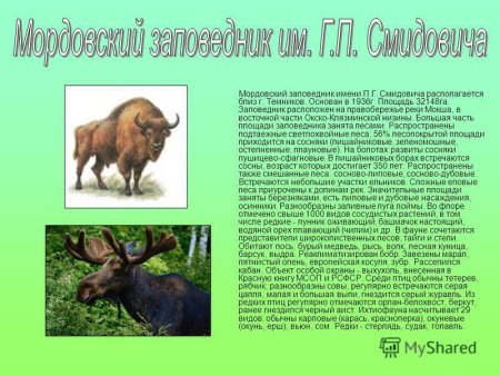 Лиса доклад