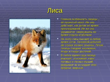 Животные лесов Мордовии