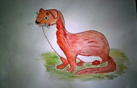 Животные красной книги рисовать