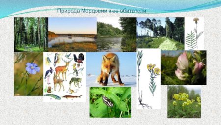 Рисунок на тему животный мир