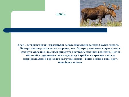 Животный мир Мордовии