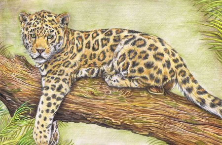 Дальневосточный Амурский леопард рисунок