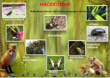 Олени обитают в широколиственных лесах