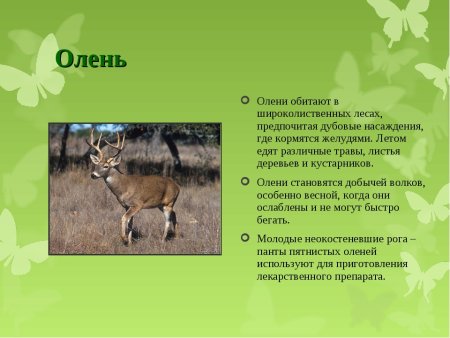 Растительный и животный мир Мордовии