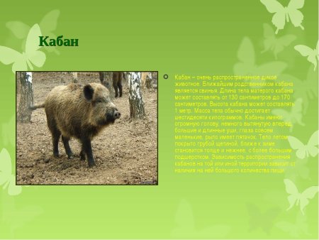 Птицы и звери Республики Мордовия полевой определитель