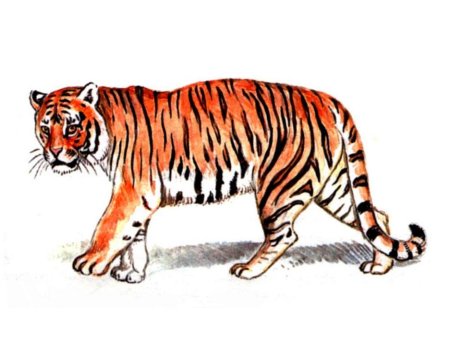 Рисунок Амурский тигр из красной книги