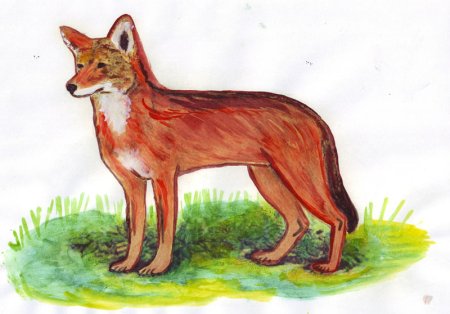 Рисуется красный волк