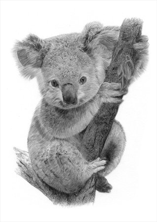 Коала рисунок