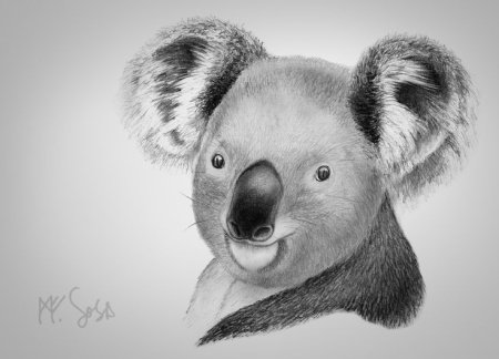 Коала карандашом