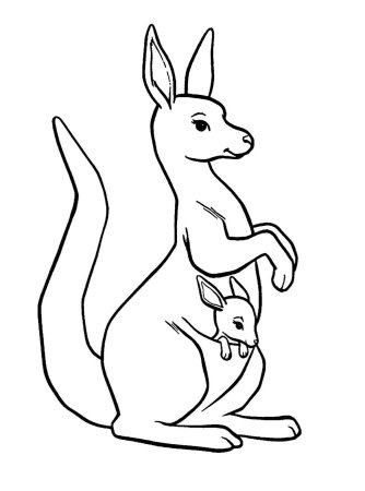 Кенгуру раскраска для детей