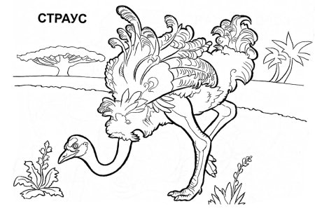 Животные Австралии раскраска для детей