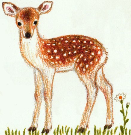 Олененок карандашами цветными