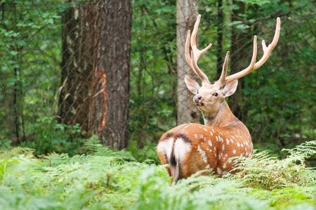 Приокско-Террасный заповедник