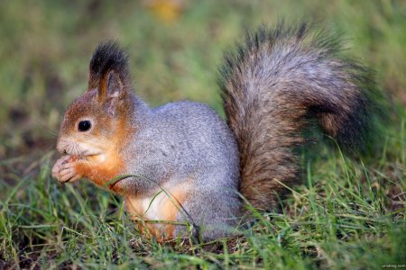 Белки Подмосковья