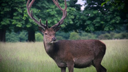 Олень благородный в Подмосковье