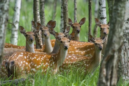 Национальный парк Лосиный остров пятнистые олени