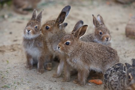 Животные Подмосковья