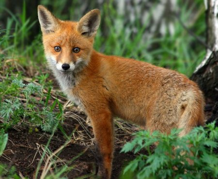 Лосиный остров национальный парк лиса