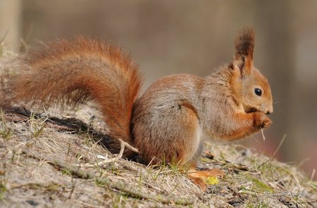 Среднерусская белка, (Векша)