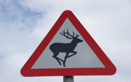 Знак Дикие животные