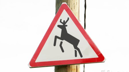 Дорожный знак Дикие животные