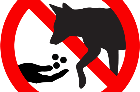 Кормить животных запрещено