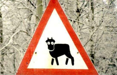 Знак осторожно коровы