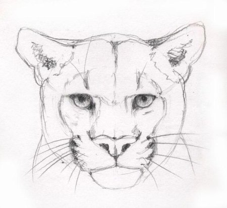 Дикие кошки карандашом