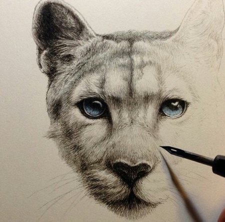 Морды животных карандашом